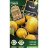 PROTECTA - Graines paysannes - navet jaune boule d'or