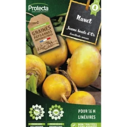 PROTECTA - Graines paysannes - navet jaune boule d'or