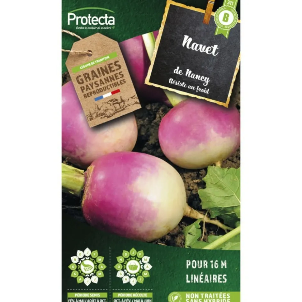 PROTECTA - Graines paysannes - navet de nancy à feuille entière