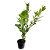 Prunus laurocerasus ' Rotundifolia ' : H 80/100 cm ctr 5 litres