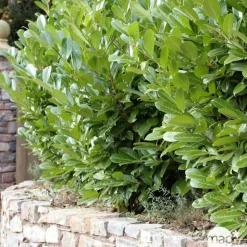 Prunus laurocerasus 'Rotundifolia'- Pot 15L