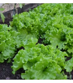 RACINE - Terreau potager avec engrais organique, sac de 50 l - pro218