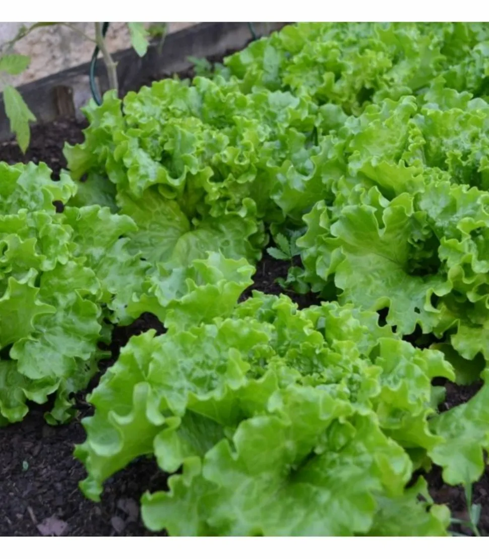 RACINE - Terreau potager avec engrais organique, sac de 50 l - pro218