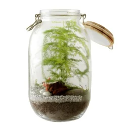 RADIS ET CAPUCINE - Terrarium à assembler soi-même avec graines d'asparagus à semer