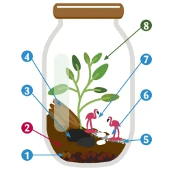 RADIS ET CAPUCINE - Terrarium à assembler soi-même avec graines d'asparagus à semer