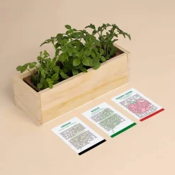 RESETEA - Kit d'auto-culture complet culinaire pizza