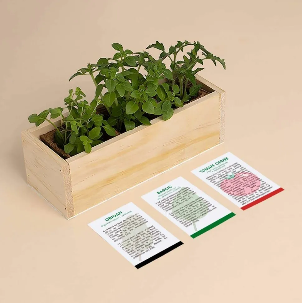 RESETEA - Kit d'auto-culture complet culinaire pizza