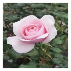 Rosier buisson rose pâle the peninsula paris® evejanisa