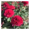 Rosier buissonnant rouge demeure historique® evehermisa