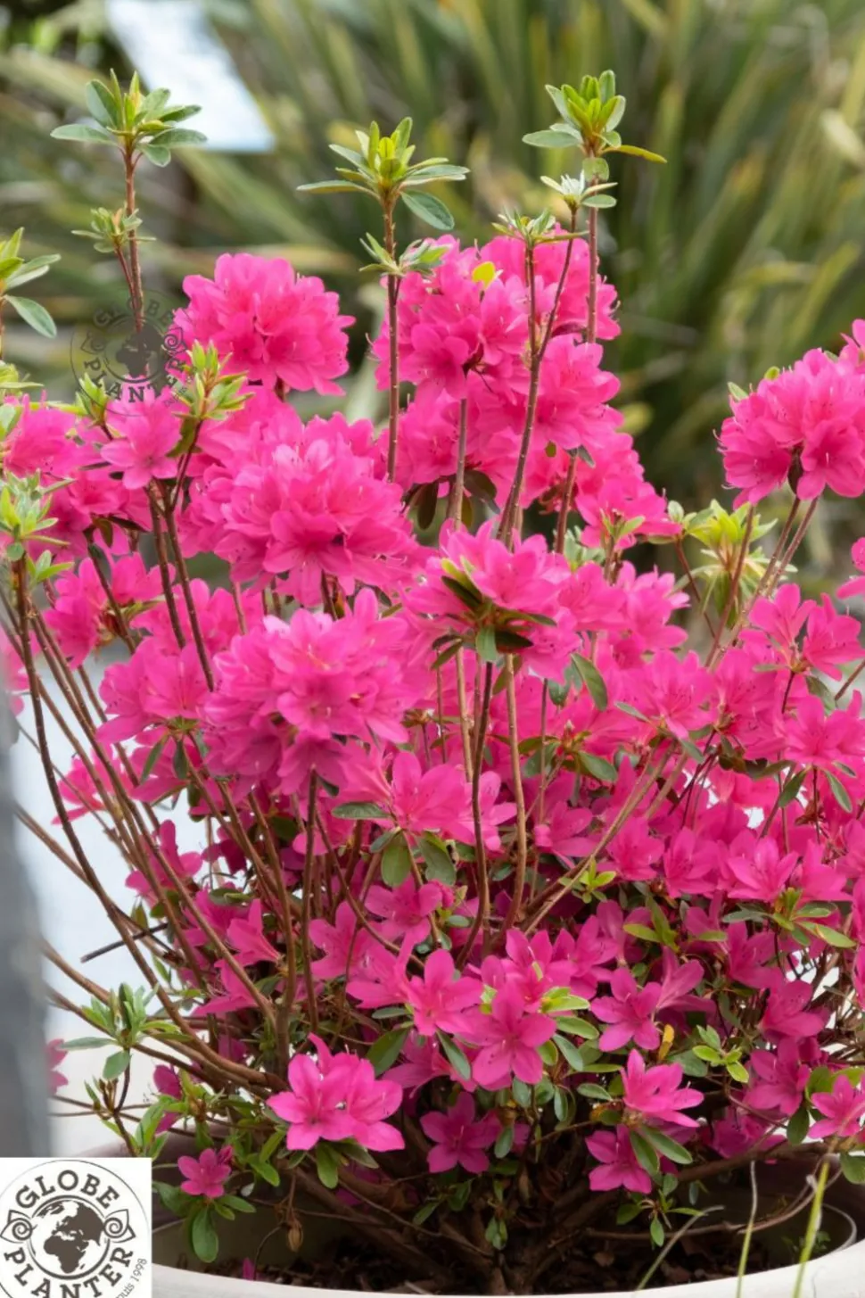 ROUÉ PÉPINIÈRES - Azalée boutiguery choaz 'electric pink' - en pot de 4 litres
