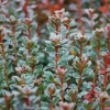 ROUÉ PÉPINIÈRES - Azalée du japon 'stewartstonian' - en pot de 5 litres