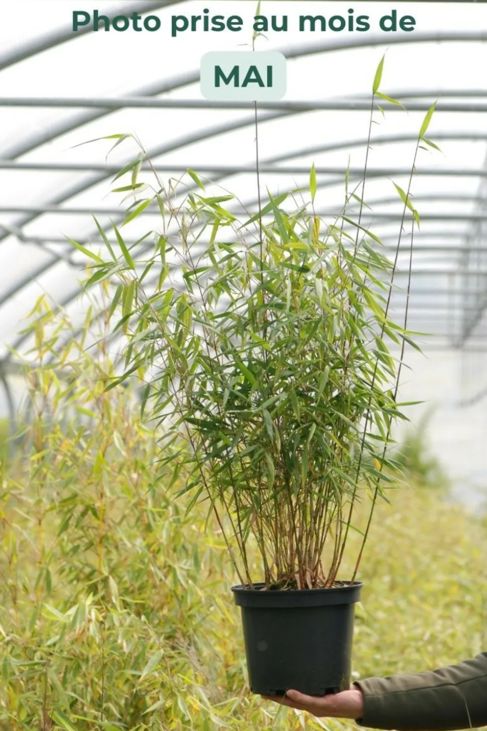 ROUÉ PÉPINIÈRES - Bambou non traçant 'asian wonder' - en pot de 10 litres