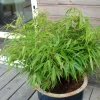 ROUÉ PÉPINIÈRES - Bambou non traçant rufa - en pot de 2 litres