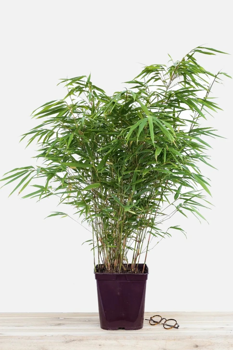 ROUÉ PÉPINIÈRES - Bambou non traçant rufa - en pot de 2 litres