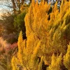 ROUÉ PÉPINIÈRES - Bruyère arborescente 'estrella gold' - en pot de 3 litres