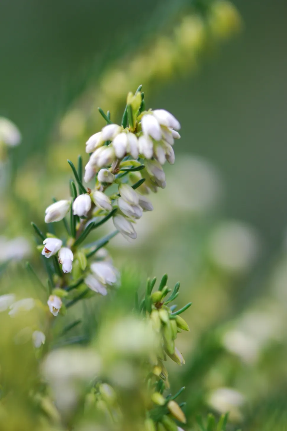 ROUÉ PÉPINIÈRES - Bruyère d'hiver white spring surprise' - en pot de 5 litres