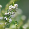 ROUÉ PÉPINIÈRES - Bruyère d'hiver white spring surprise' - en pot de 3 litres