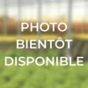 ROUÉ PÉPINIÈRES - Bruyère d'été 'golden angie' - en pot de 1 litre
