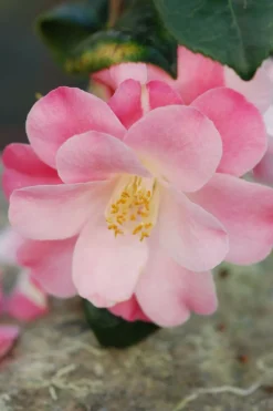 ROUÉ PÉPINIÈRES - Camelia 'la psalette' - en pot de 1 litre