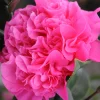 ROUÉ PÉPINIÈRES - Camélia 'ack scent' - en pot de 1 litre