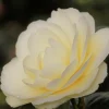 ROUÉ PÉPINIÈRES - Camélia 'dahlohnega' - en pot de 1 litre