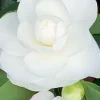 ROUÉ PÉPINIÈRES - Camélia 'early pearly' - en pot de 3 litres