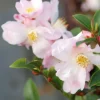 ROUÉ PÉPINIÈRES - Camélia 'fairy blush' - en pot de 2 litres