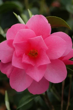 ROUÉ PÉPINIÈRES - Camélia fragrant joy - en pot de 5 litres