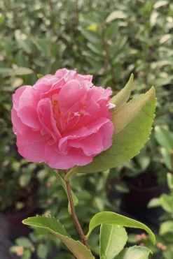 ROUÉ PÉPINIÈRES - Camélia fragrant joy - en pot de 5 litres