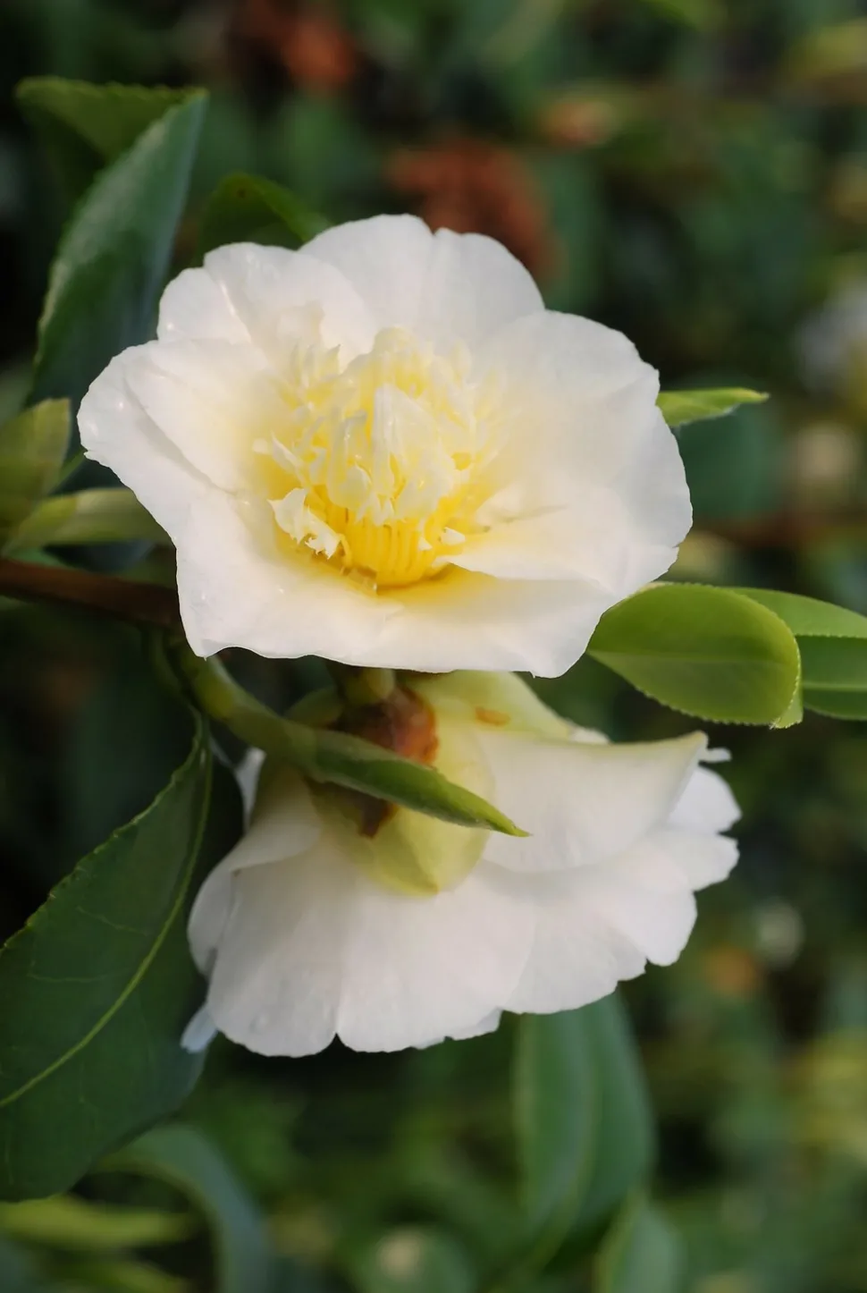 ROUÉ PÉPINIÈRES - Camélia 'gwenneth morey' - en pot de 1 litre