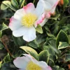 ROUÉ PÉPINIÈRES - Camélia 'variegata ' - en pot de 4 litres