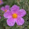 ROUÉ PÉPINIÈRES - Ciste 'silver pink' - en pot de 3 litres