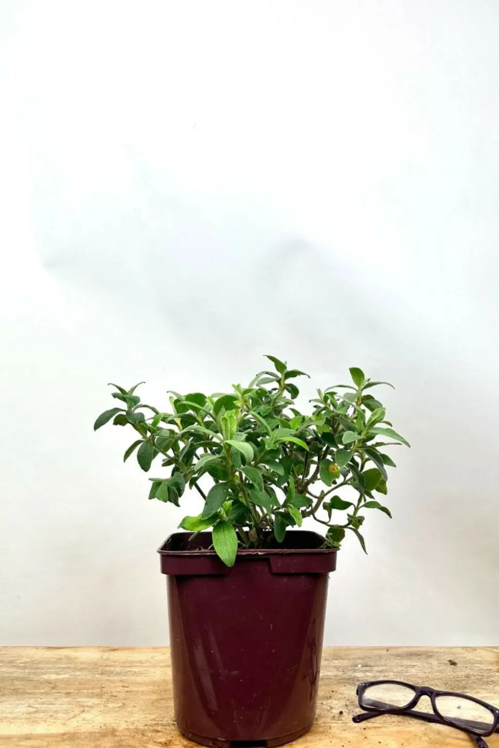 ROUÉ PÉPINIÈRES - Ciste 'silver pink' - en pot de 3 litres
