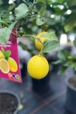 ROUÉ PÉPINIÈRES - Citronnier meyer' - en pot de 5 litres