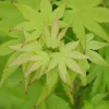 ROUÉ PÉPINIÈRES - Erable du japon 'summer gold' - en pot de 2 litres