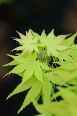ROUÉ PÉPINIÈRES - Erable du japon 'summer gold' - en pot de 2 litres