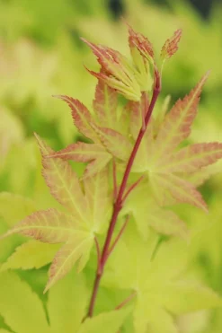 ROUÉ PÉPINIÈRES - Erable du japon 'summer gold' - en pot de 2 litres