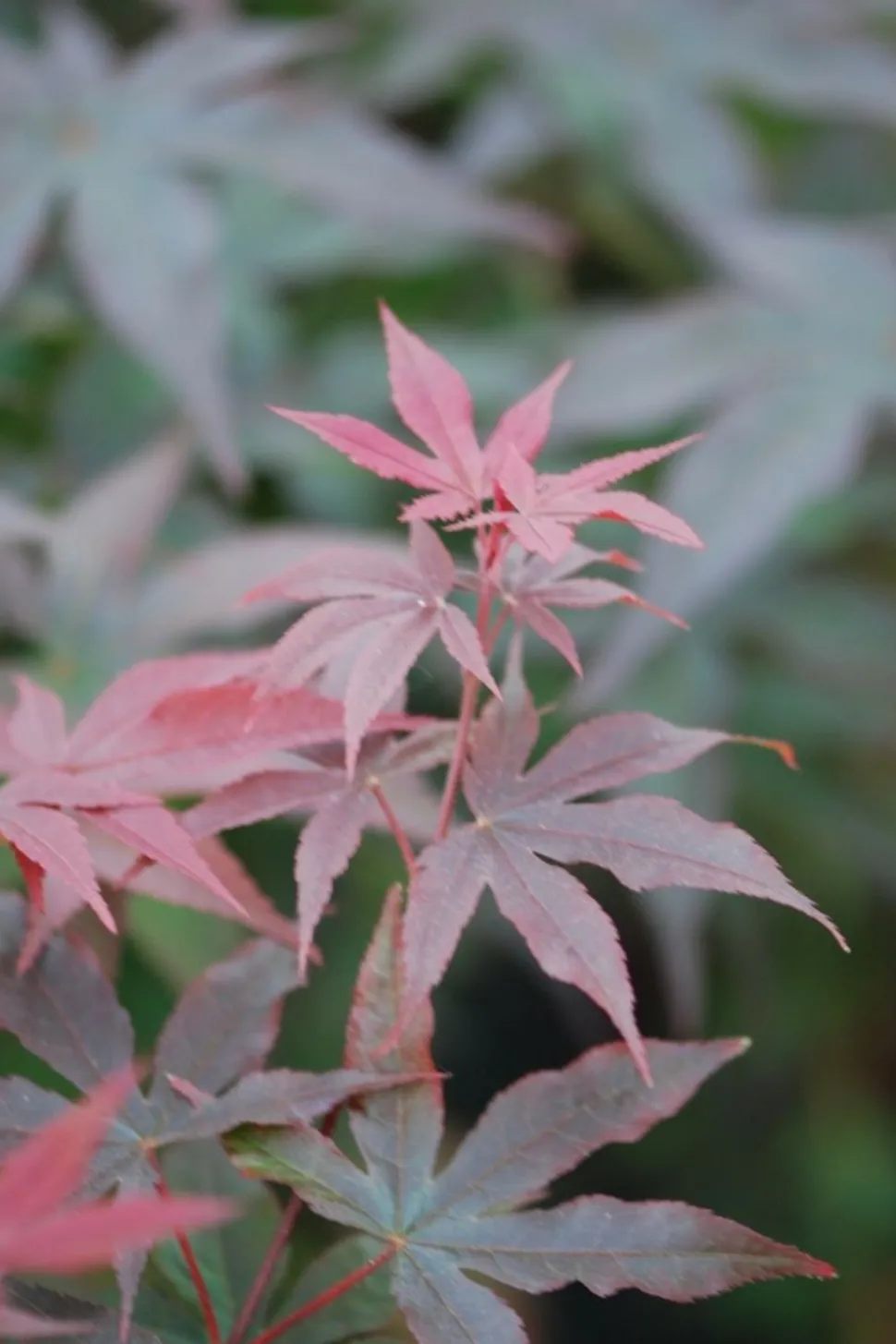 ROUÉ PÉPINIÈRES - Erable du japon 'twombly's red sentinel' - en pot de 2 litres