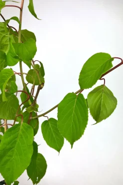 ROUÉ PÉPINIÈRES - Kiwaï 'red jumbo' - en pot de 1,5 litres