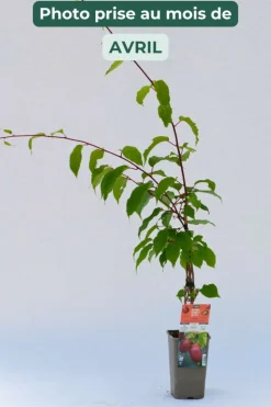 ROUÉ PÉPINIÈRES - Kiwaï 'red jumbo' - en pot de 1,5 litres