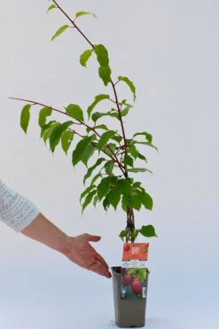 ROUÉ PÉPINIÈRES - Kiwaï 'red jumbo' - en pot de 1,5 litres
