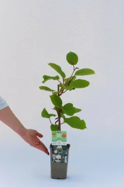 ROUÉ PÉPINIÈRES - Kiwi mâle 'tomuri ' ab - en pot de 1,5 litres