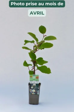 ROUÉ PÉPINIÈRES - Kiwi mâle 'tomuri ' ab - en pot de 1,5 litres