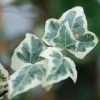 ROUÉ PÉPINIÈRES - Lierre little diamond' - en pot de 3 litres
