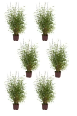 ROUÉ PÉPINIÈRES - Lot de 6 bambous non traçant 'angustissima' - en pot de 5 litres