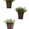 ROUÉ PÉPINIÈRES - Lot de 3 bruyères à floraison d'hiver - lot de 3 bruyères 1 litre