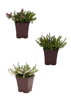 ROUÉ PÉPINIÈRES - Lot de 3 bruyères à floraison d'hiver - lot de 3 bruyères 1 litre