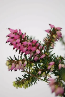 ROUÉ PÉPINIÈRES - Lot de 3 bruyères à floraison d'hiver - lot de 3 bruyères 1 litre