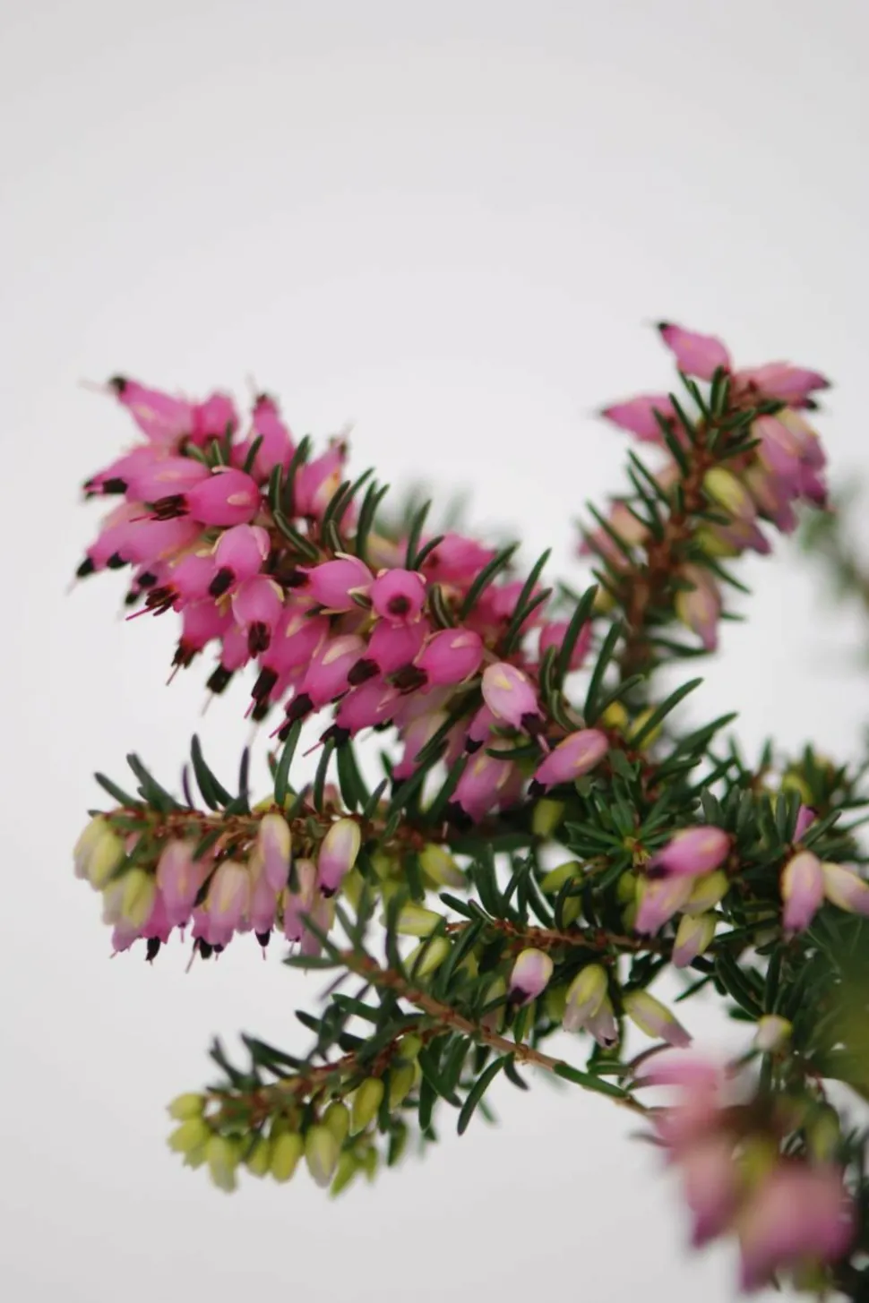 ROUÉ PÉPINIÈRES - Lot de 3 bruyères à floraison d'hiver - lot de 3 bruyères 1 litre
