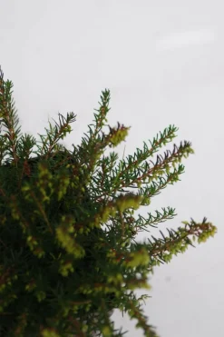 ROUÉ PÉPINIÈRES - Lot de 3 bruyères à floraison d'hiver - lot de 3 bruyères 1 litre